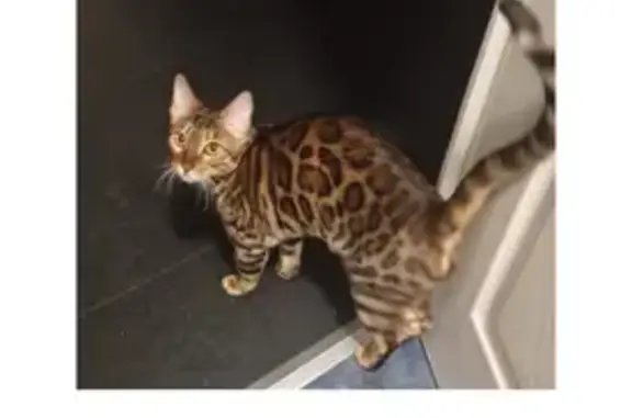 Missing Bengal Cat - 11 Months Old