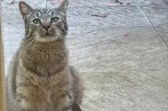 Chatte tigrée trouvée à Feyzin, très docile - photo