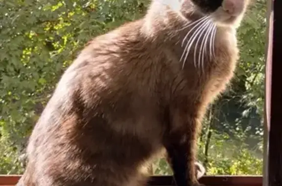Chat perdu, Illkirch-Graffenstaden, photo: Siamoise douce et peureuse perdue à Illkirch