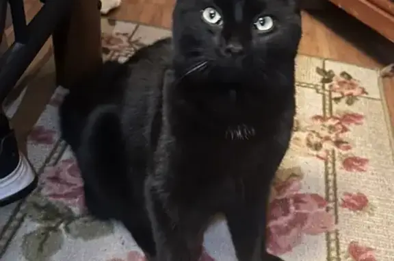 Lost and found pets , photo: Missing Black Cat: Neutered, Microchipped, 1 Yr