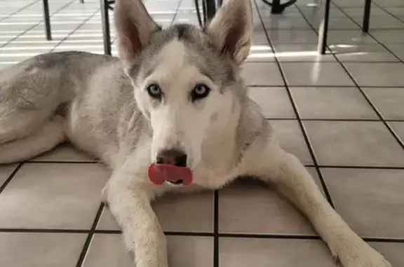 Lost Siberian Husky in West Valley City