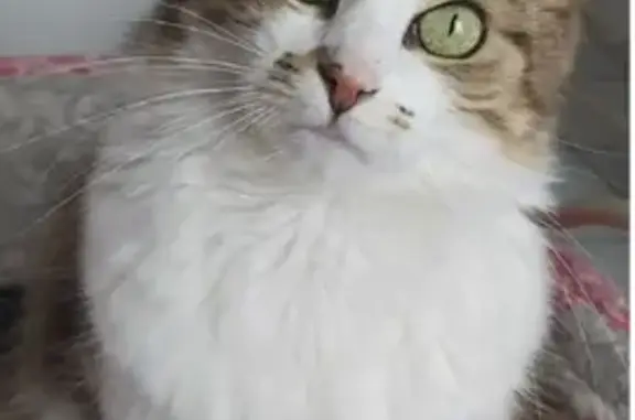 Animaux perdus Pau, photo: Chatte européenne brune et blanche disparue à Pau