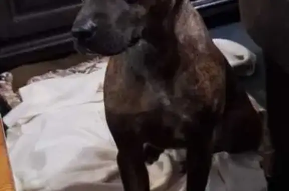 Missing Staffie Mix: Help Find Jessie!