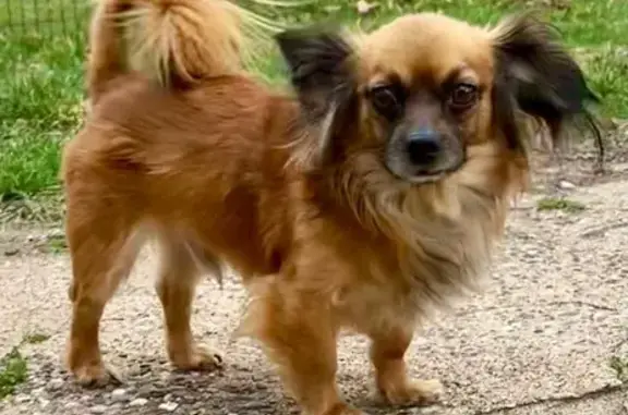 Lost Chihuahua Mix: Tan, Big Ears, Microchipped