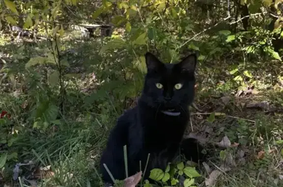 Missing Black Longhair Cat in Harwinton Woods