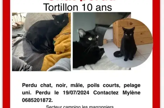 Chat noir perdu, yeux verts, Route de l'Église - photo