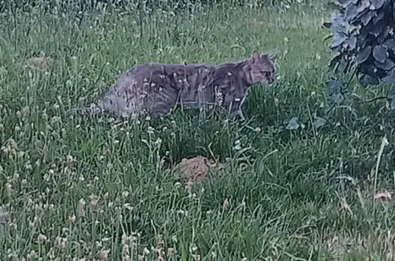 Chat gris craintif trouvé à Castelsarrasin - photo