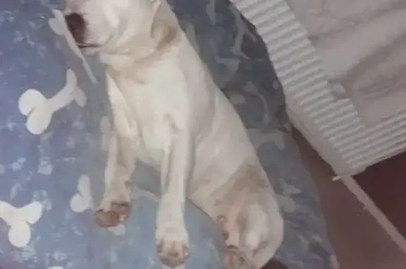 Missing White Staffy Cross, Crompton St, NH