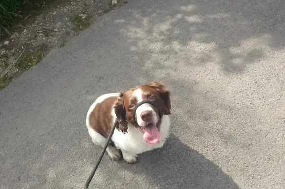 Lost Male Springer Spaniel - Reading, UK