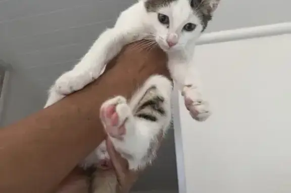 Chaton mâle trouvé affamé à Eybens - photo