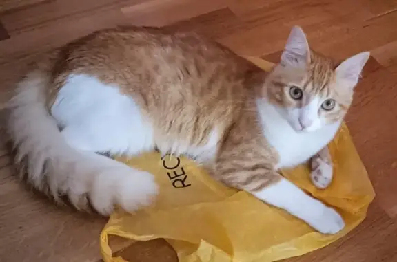 Gato Mango Perdido en Horta-Nou Barris 🐾