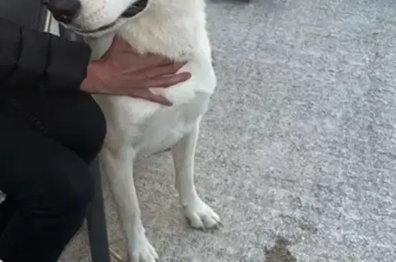 Chien blanc sociable trouvé à Dammarie - photo