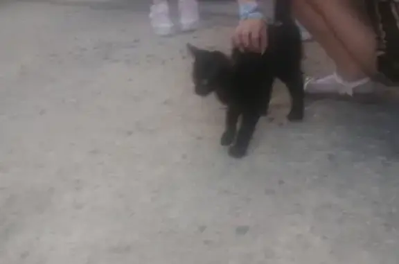 Chat trouvé Lusignan, photo: Chaton noir trouvé Rue des Coudriers, Lusignan