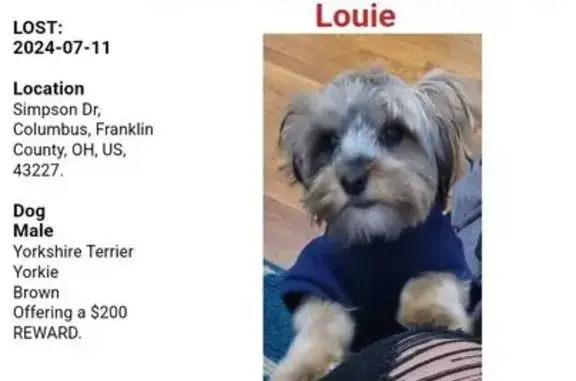 Help Find Louie: Lost Yorkie, Simpson Dr, Columbus
