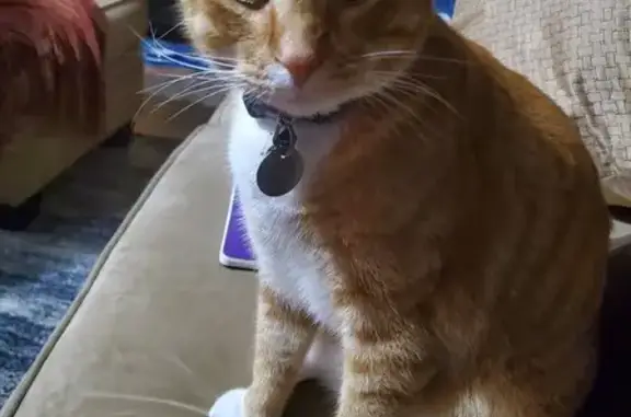Missing Orange Tabby Cat: Peanut Butter