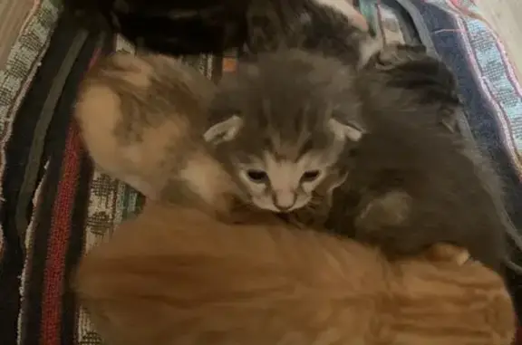 Chat trouvé Sainte-Euphémie, photo: Cinq chatons abandonnés trouvés à Sainte-Euphémie