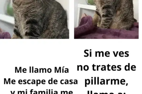 Gatita Perdida: Collar Rosa, Patas Cortas