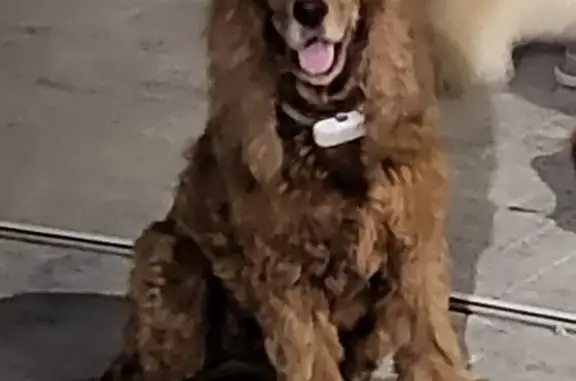 Perros perdidos, , foto: Winy Cocker Marrón Extraviada - 8 Años