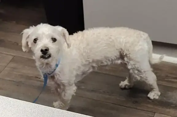 Found: Male White Terrier, Sunbury OH