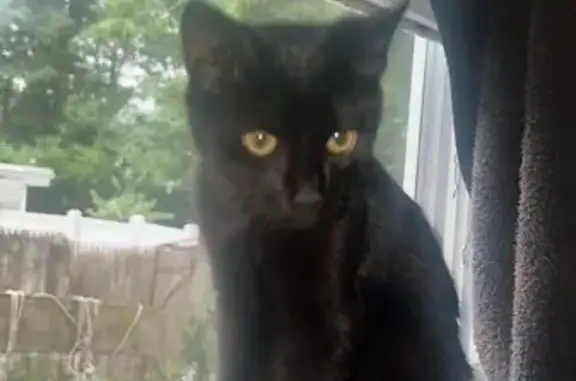 Missing Black Kitten - 7/19, Brockton Area