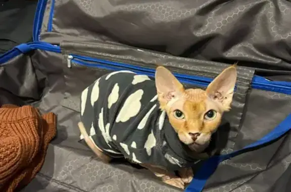 Lost Orange Sphynx Cat in Sydney: Help Find!