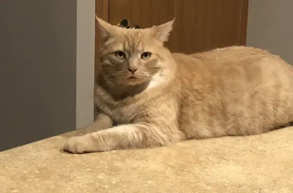 Lost Orange Tabby! 5-yr-old Male, Coon Rapids