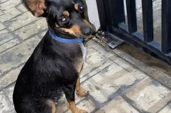 ¡Perrita Cariñosa Encontrada en Parque Nuevo!