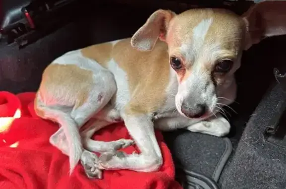 Perro Chihuahua Herido en Suchil, 158 CDMX