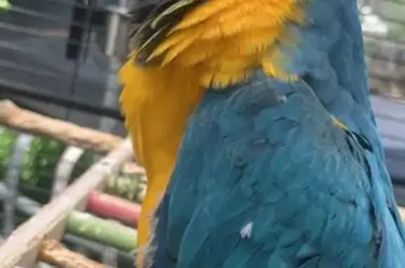 Lost Macaw in Edensor Park - Help Needed!