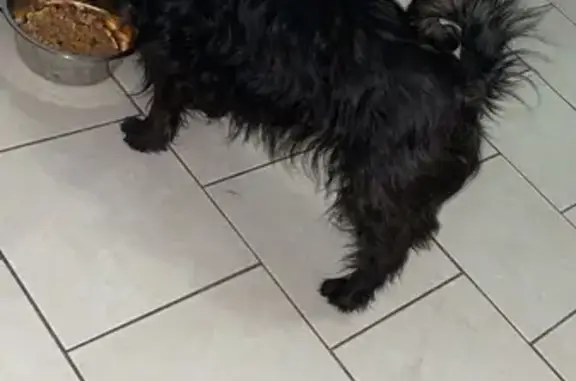 Lost Dog: Small, Dark Brown Female in Queens