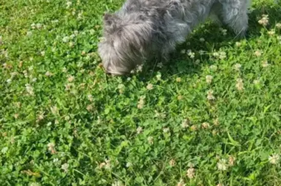 Found Small Grey Dog in Greenwood - Help!