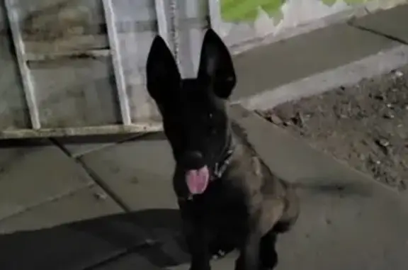 Perro Perdido: Pastor Belga Malinois en Mexicali