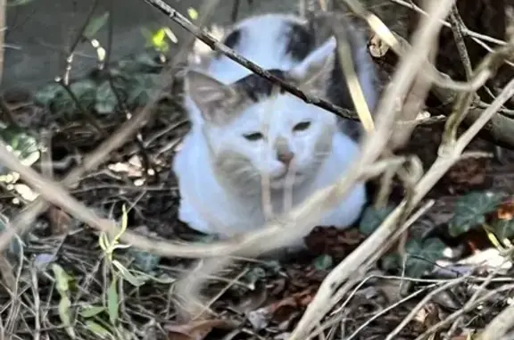 Chat trouvé apeuré, trois couleurs, Granville - photo