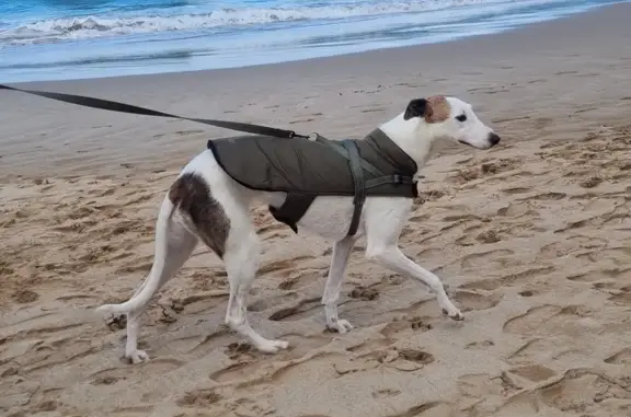 Missing Staghound x Greyhound in Brookfield