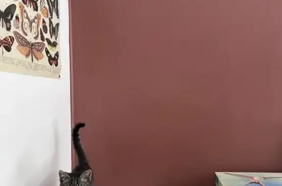 Chaton trouvé, urgent avant départ vacances - photo