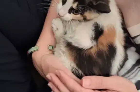 Chaton Isabelle trouvé à Mauzac - photo