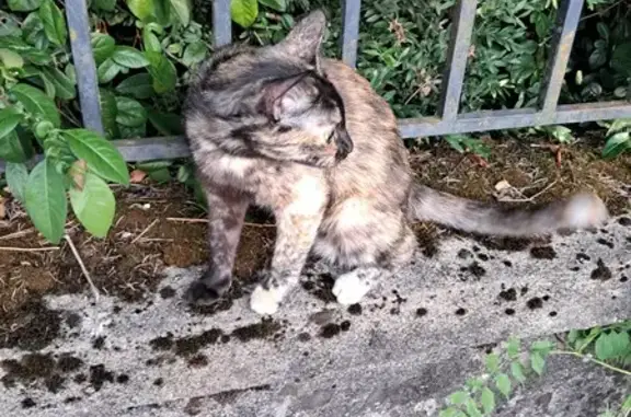Chat trouvé Albi, photo: Jeune minette écailles de tortue trouvée à Albi