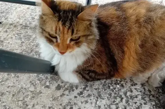 Animaux trouvés Pertuis, photo: Chat tricolore trouvé, calme et douce, Pertuis