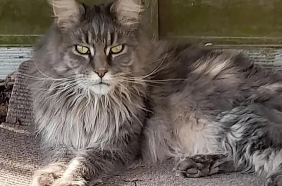 Chat perdu, , photo: Chatte grise 5 ans perdue à Éply