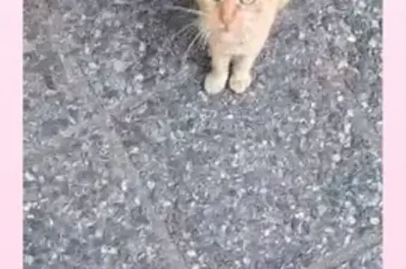 Chat trouvé près du kebab Place Jean Jaurès - photo