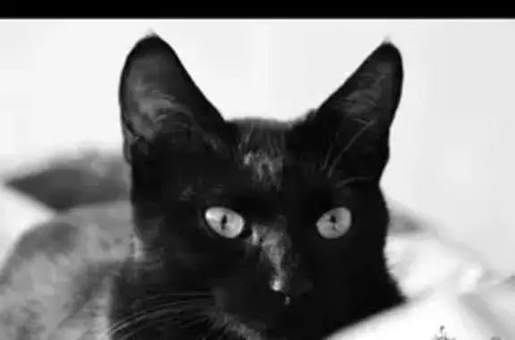 Chat perdu, Graulhet, photo: Chatte noire perdue à Graulhet, Rue de Touraine
