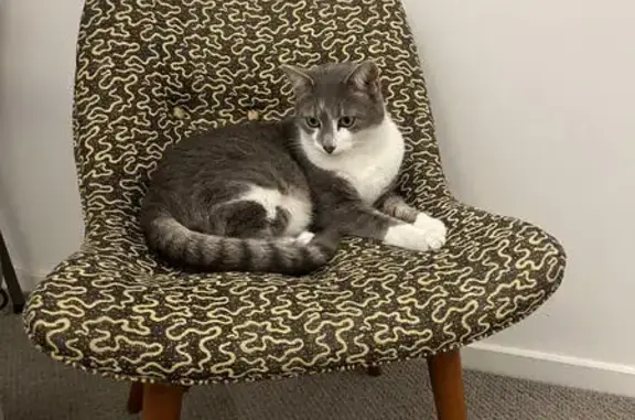 Lost Large Tabby: Grey & White, Victoria St