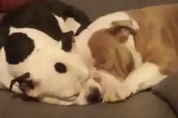 Chien perdu , photo : Chiens disparus à Tréprel : Haya et Clark