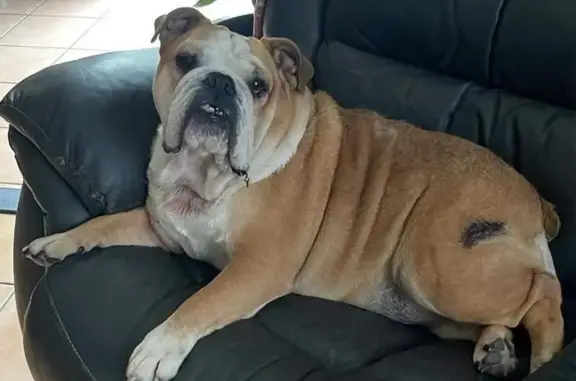 Animaux perdus , photo: Bulldog anglais stérilisé disparu à Allons