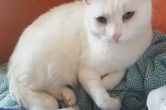 Chat blanc perdu, yeux vairons, sourd - photo