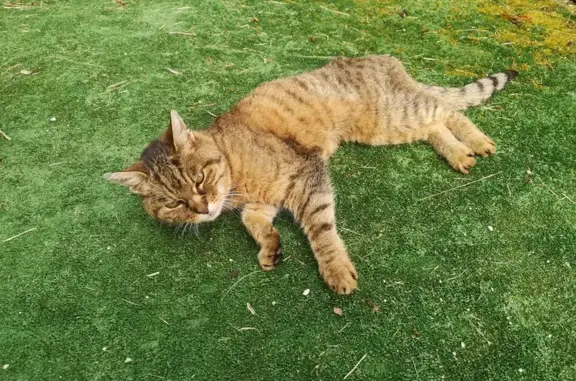 Chat tigré trouvé amaigri à Valzin - photo
