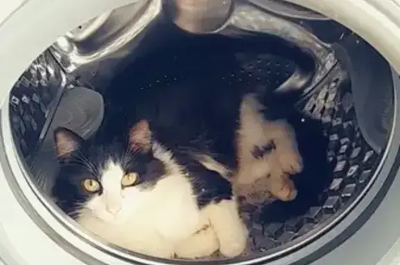 Chat perdu : Darius, noir et blanc, Migné-Auxances - photo