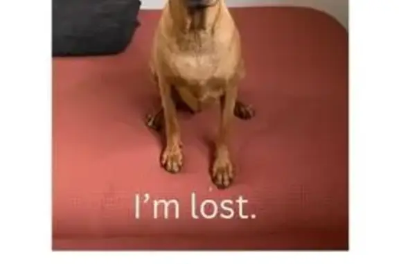 Lost Nervous Brown Dog in Sandton - Help!