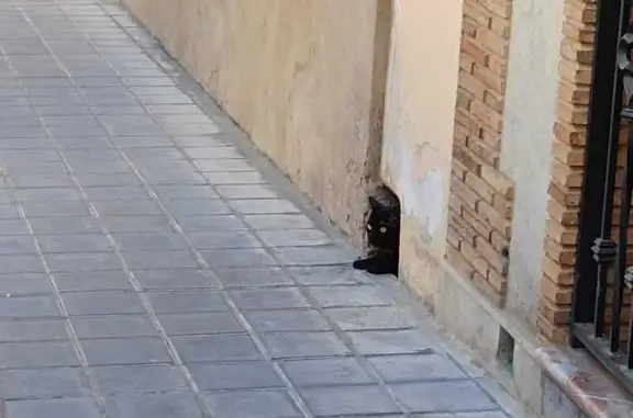 ¡Ayuda! Gato Negro Joven Perdido en Quart