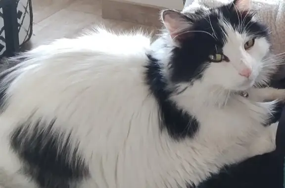 Chat perdu, , photo: Chat blanc et noir disparu à Risoul